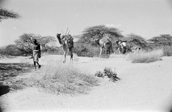 Loaded camels