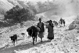 Bakhtiari nomads migrating
