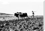 Man ploughing stony ground