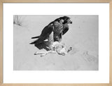 Peregrine falcon with its kill