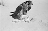 Peregrine falcon with its kill