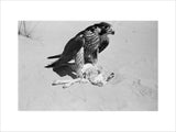 Peregrine falcon with its kill