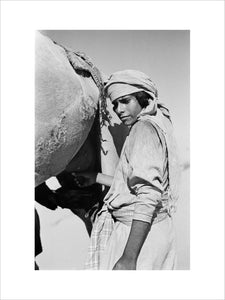 Rashid boy milking a camel