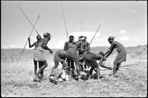 Pokot men butchering a zebra