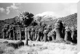 Giant groundsel on Mount Kilimanjaro