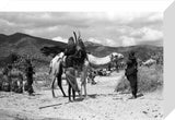 Man with camel
