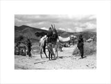 Man with camel