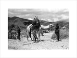 Man with camel