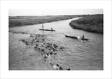 Cattle crossing the River Nile