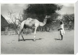 Camel owned by Thesiger