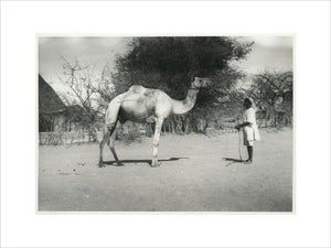 Camel owned by Thesiger