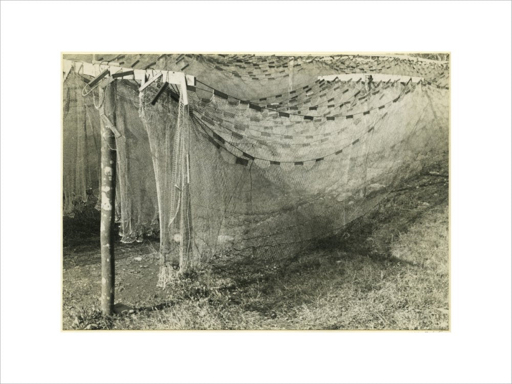 drying fishing nets Drying fishing nets – Pitt Rivers Museum Prints