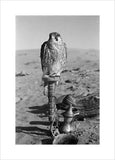 Falcon with coffee pot