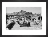 View of a couched camel ...