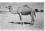 A camel at Mughshin Oasis ...