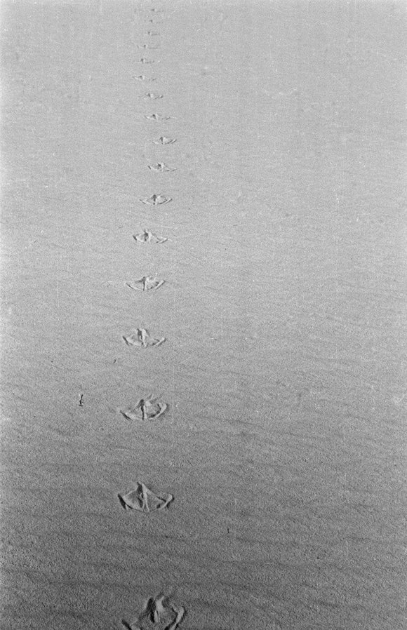 Tracks of a pelican in ...