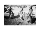 Portrait of three Bedouin men ...