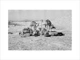 Camels belonging to Wilfred Thesiger's ...