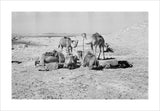 Camels belonging to Wilfred Thesiger's ...