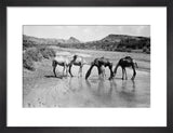 Camels drinking in a shallow ...