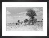 Wilfred Thesiger's party resting beside ...