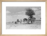 Wilfred Thesiger's party resting beside ...