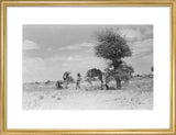 Wilfred Thesiger's party resting beside ...
