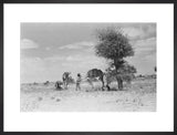 Wilfred Thesiger's party resting beside ...
