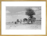 Wilfred Thesiger's party resting beside ...