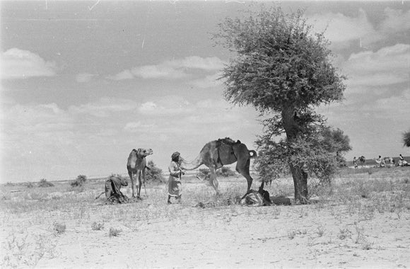 Wilfred Thesiger's party resting beside ...