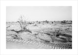 View of trees and vegetation ...
