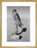 Portrait of a peregrine falcon ...