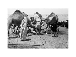 View of Sahul Bedouin watering ...