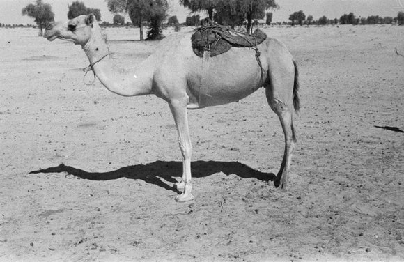A partially saddled camel at ...