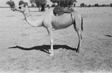 A partially saddled camel at ...
