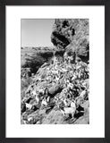 View of a herd of ...