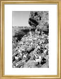 View of a herd of ...