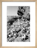 View of a herd of ...