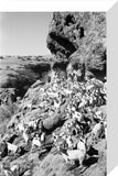 View of a herd of ...