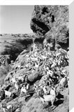 View of a herd of ...