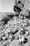 View of a herd of ...