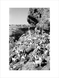 View of a herd of ...