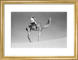 Portrait of an Arab falconer ...