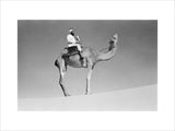 Portrait of an Arab falconer ...