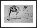 Profile portrait of a camel ...