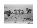 View of a Bani Yas ...