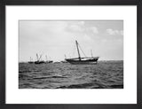 Side view of kotias, large ...
