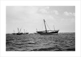 Side view of kotias, large ...