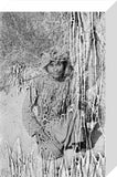 Portrait of Musallim bin Anauf ...