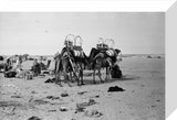 View of two camels belonging ...
